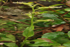 Habenaria elwesii